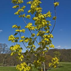 Location: Hidden Lake Gardens, Michigan
Date: 2012-04-12
Acer platanoides Princeton Gold® - Spring foliage color on a you