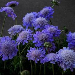 Location: in pots on my patio
Date: 03-27-2021
Pincushion Flower (Scabiosa columbaria 'Butterfly Blue')