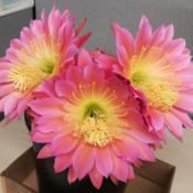 brightening up the day of my coworkers :)
