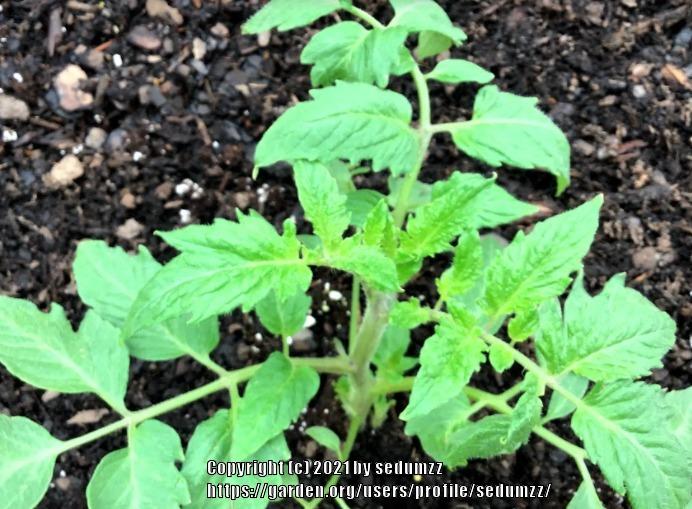 Photo of Tomato (Solanum lycopersicum 'Roma') uploaded by sedumzz
