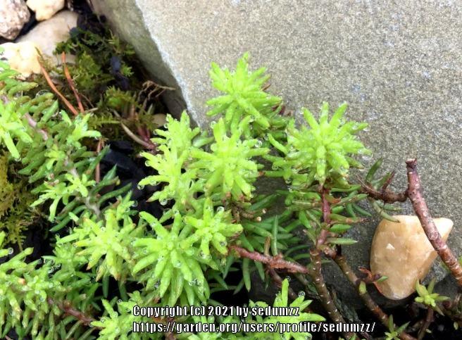 Photo of Sedum (Petrosedum rupestre subsp. rupestre 'Angelina') uploaded by sedumzz