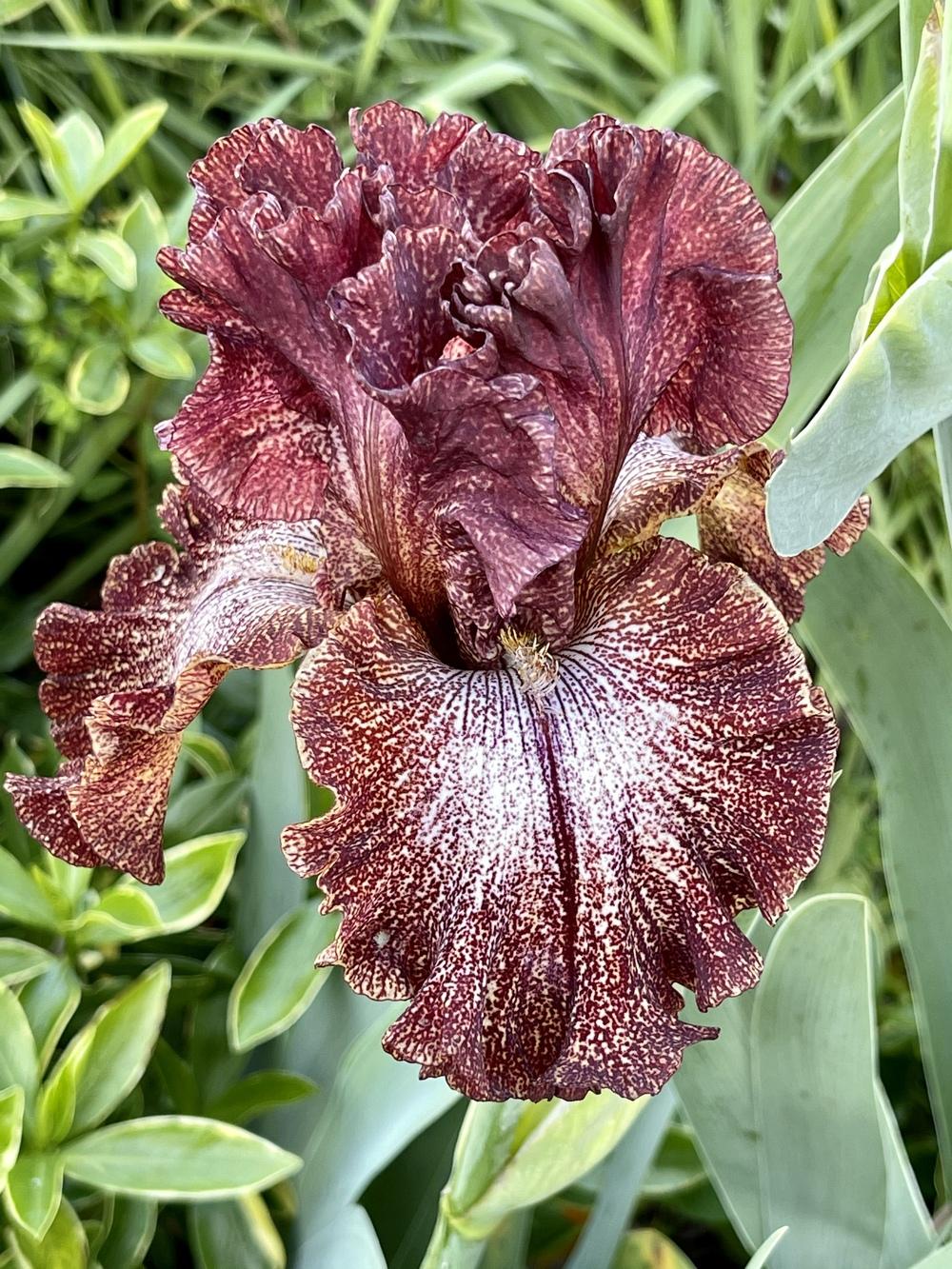 Photo of Tall Bearded Iris (Iris 'American Original') uploaded by LolosGarden