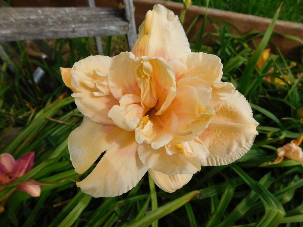 Photo of Daylily (Hemerocallis 'Big Kiss') uploaded by gardenglassgems