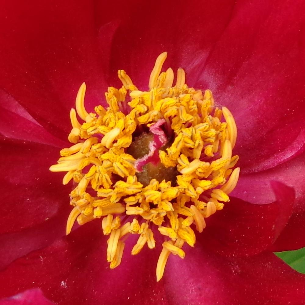 Photo of Hybrid Fern Leaf Peony (Paeonia 'Early Scout') uploaded by lovemyhouse