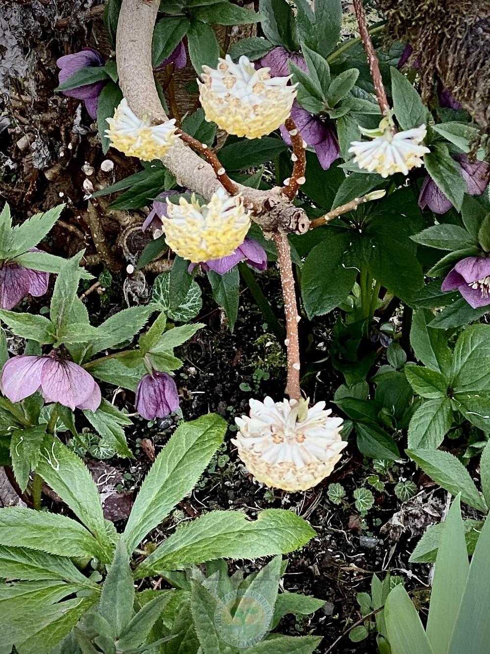 Photo of Oriental Paperbush (Edgeworthia chrysantha) uploaded by springcolor