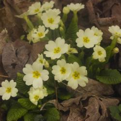 Location: Pennsylvania
Date: 2021-03-25
Always my first spring primrose