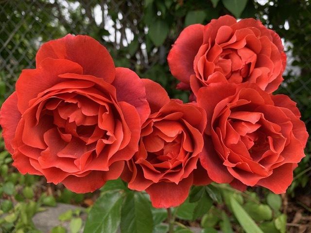 Photo of Rose (Rosa 'Hot Cocoa') uploaded by IslandGarden