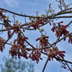 Location: Nichols Arboretum, Ann Arbor
Date: 2012-04-17
Red keys or samaras (maple fruit) replace red blooms, even before