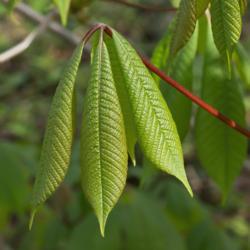 Location: Nichols Arboretum, Ann Arbor
Date: 2012-04-17
Aesculus parviflora - Young leaves.  Check out the red twigs and 