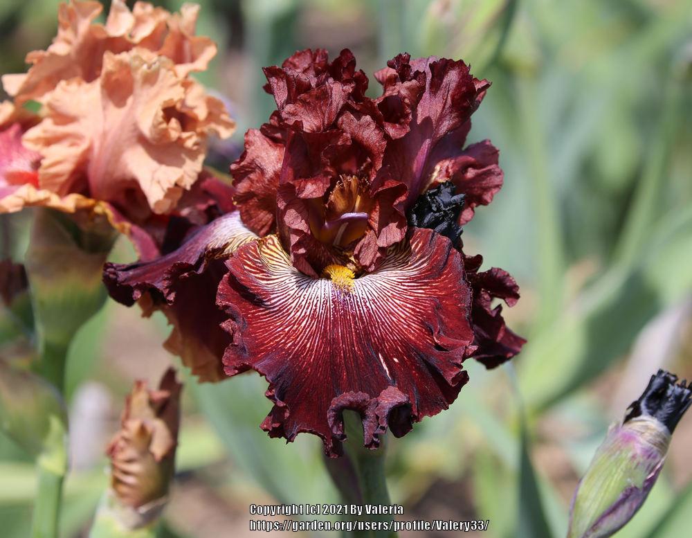 Photo of Tall Bearded Iris (Iris 'Dare Me') uploaded by Valery33