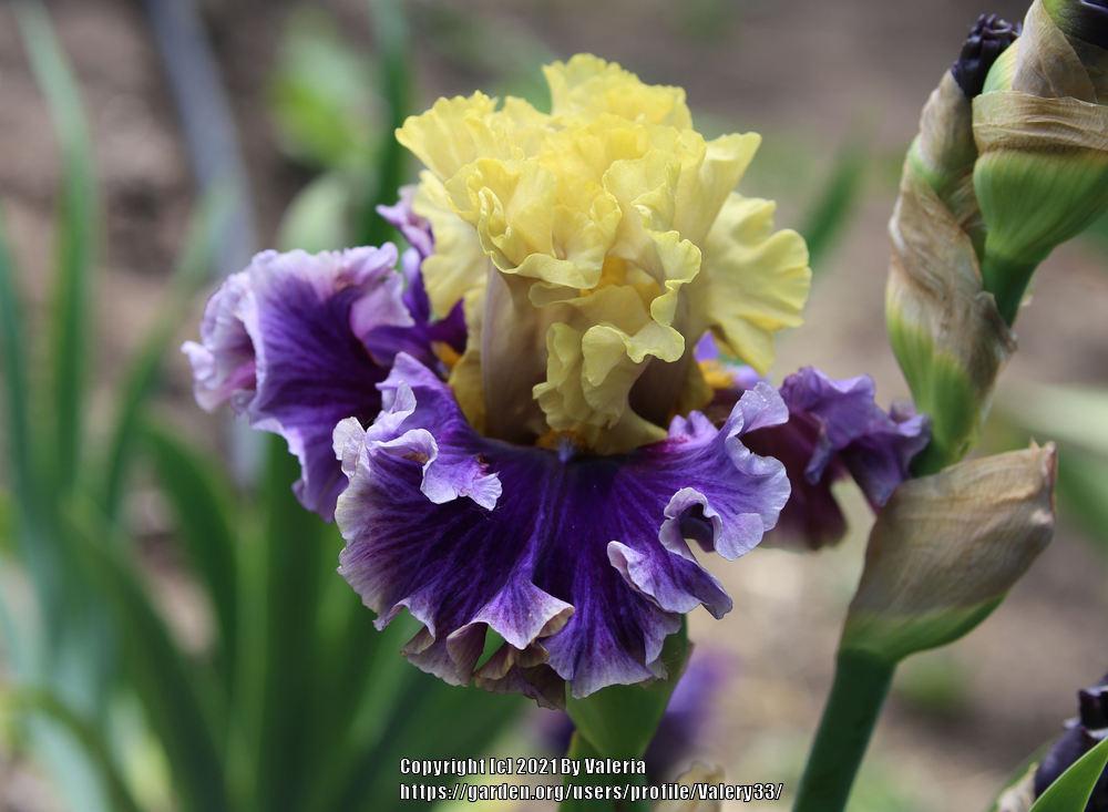 Photo of Tall Bearded Iris (Iris 'Painted Shadows') uploaded by Valery33