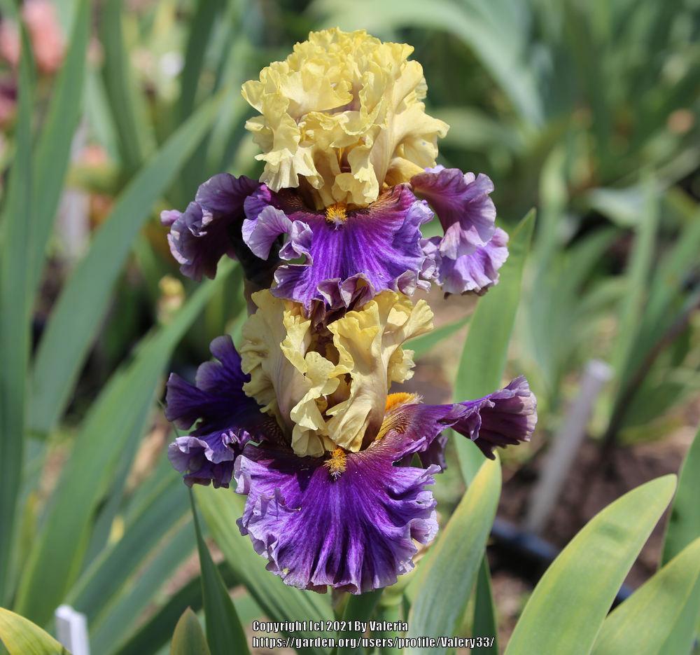 Photo of Tall Bearded Iris (Iris 'Painted Shadows') uploaded by Valery33