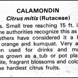 Location: Hidden Lake Gardens, Michigan
Date: 2013-01-18
Rutaceae:  Citrus x microcarpa - Cropped from the information pla