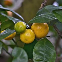 Location: Hidden Lake Gardens, Michigan
Rutaceae:  Citrus x microcarpa - Fruit in various stages of ripen