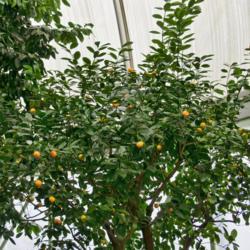 Location: Hidden Lake Gardens, Michigan
Date: 2013-01-18
Rutaceae:  Citrus x microcarpa - The top of a small tree in a con