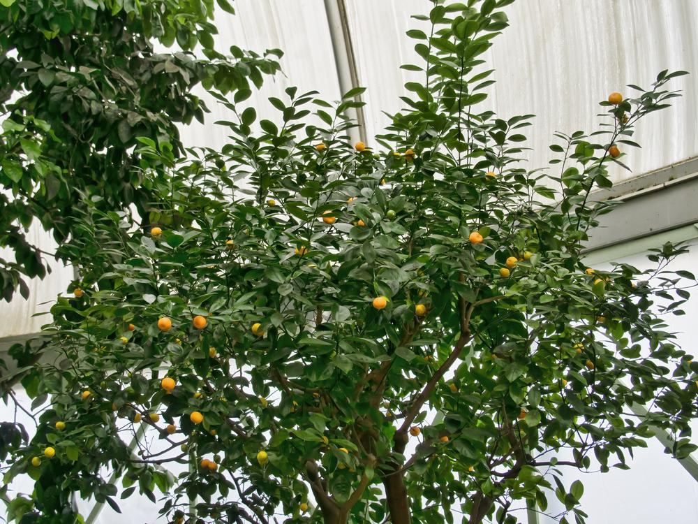 Photo of Calamondin Orange (Citrus x microcarpa) uploaded by arctangent