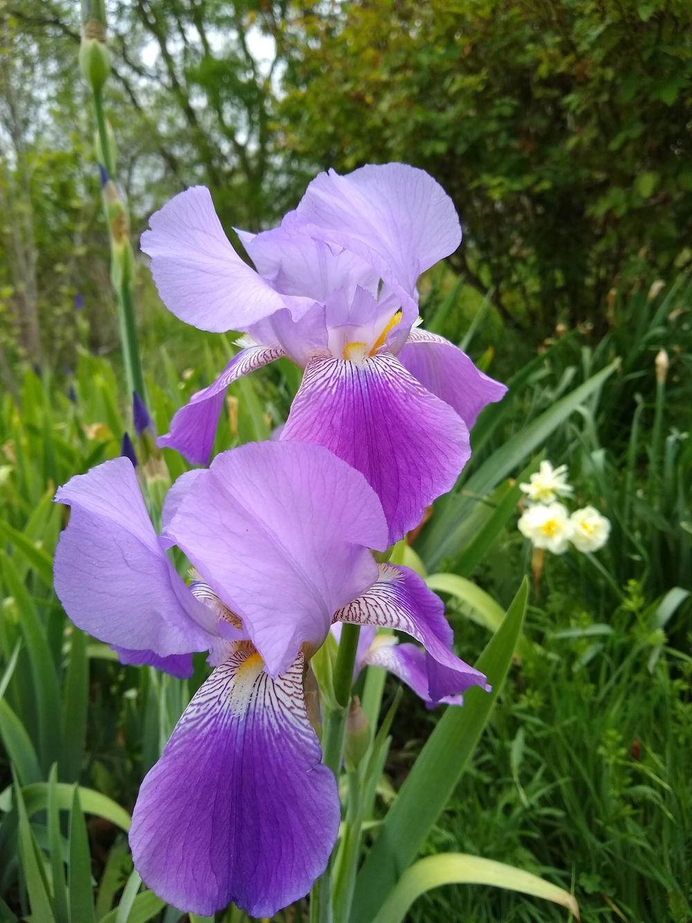 Photo of Irises (Iris) uploaded by christinereid54