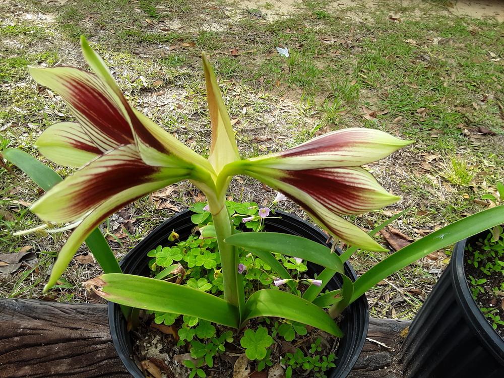 Photo of Butterfly Amaryllis (Hippeastrum papilio) uploaded by gingin