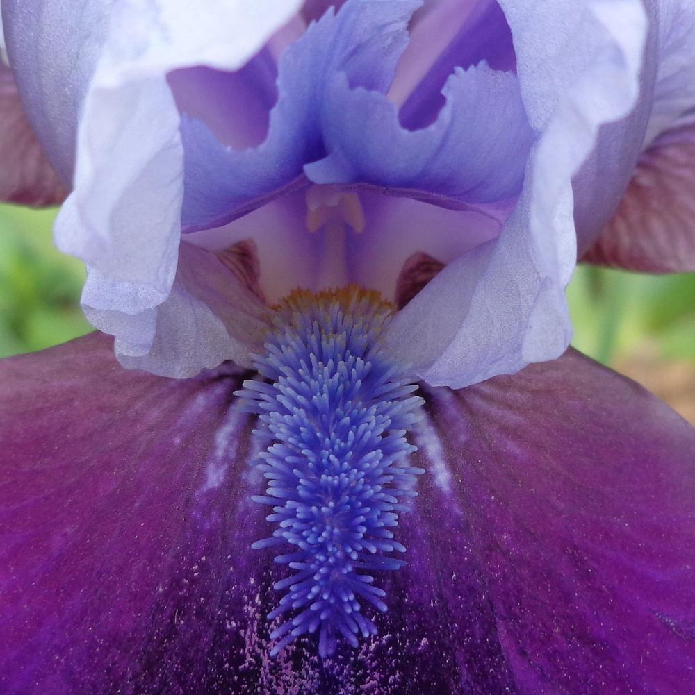 Photo of Intermediate Bearded Iris (Iris 'Hellcat') uploaded by lovemyhouse