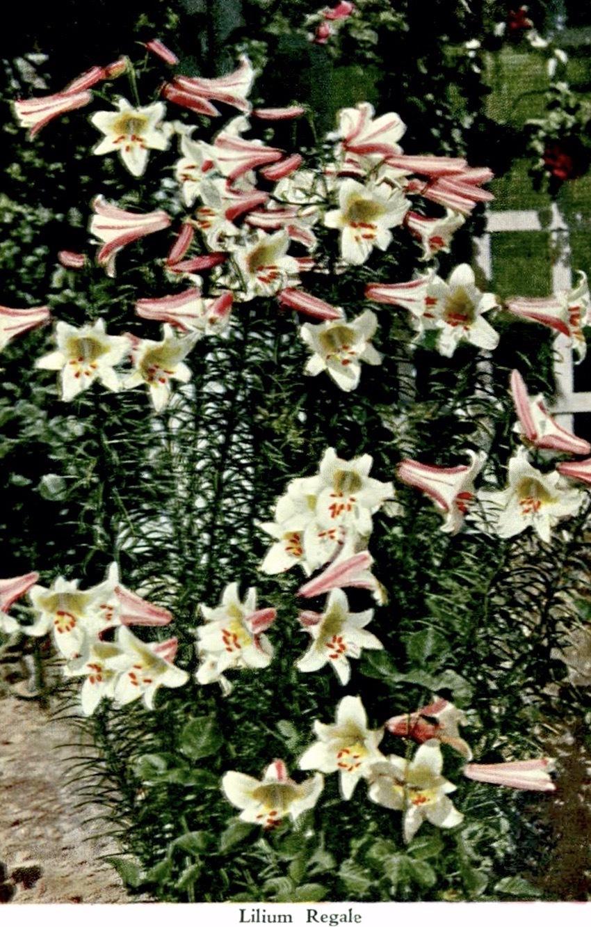 Photo of Regal Lily (Lilium regale) uploaded by scvirginia