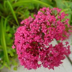 Location: Nora's Garden - Castlegar, B.C.
Date: 2013-06-22
- An amazing head of tiny blossoms.