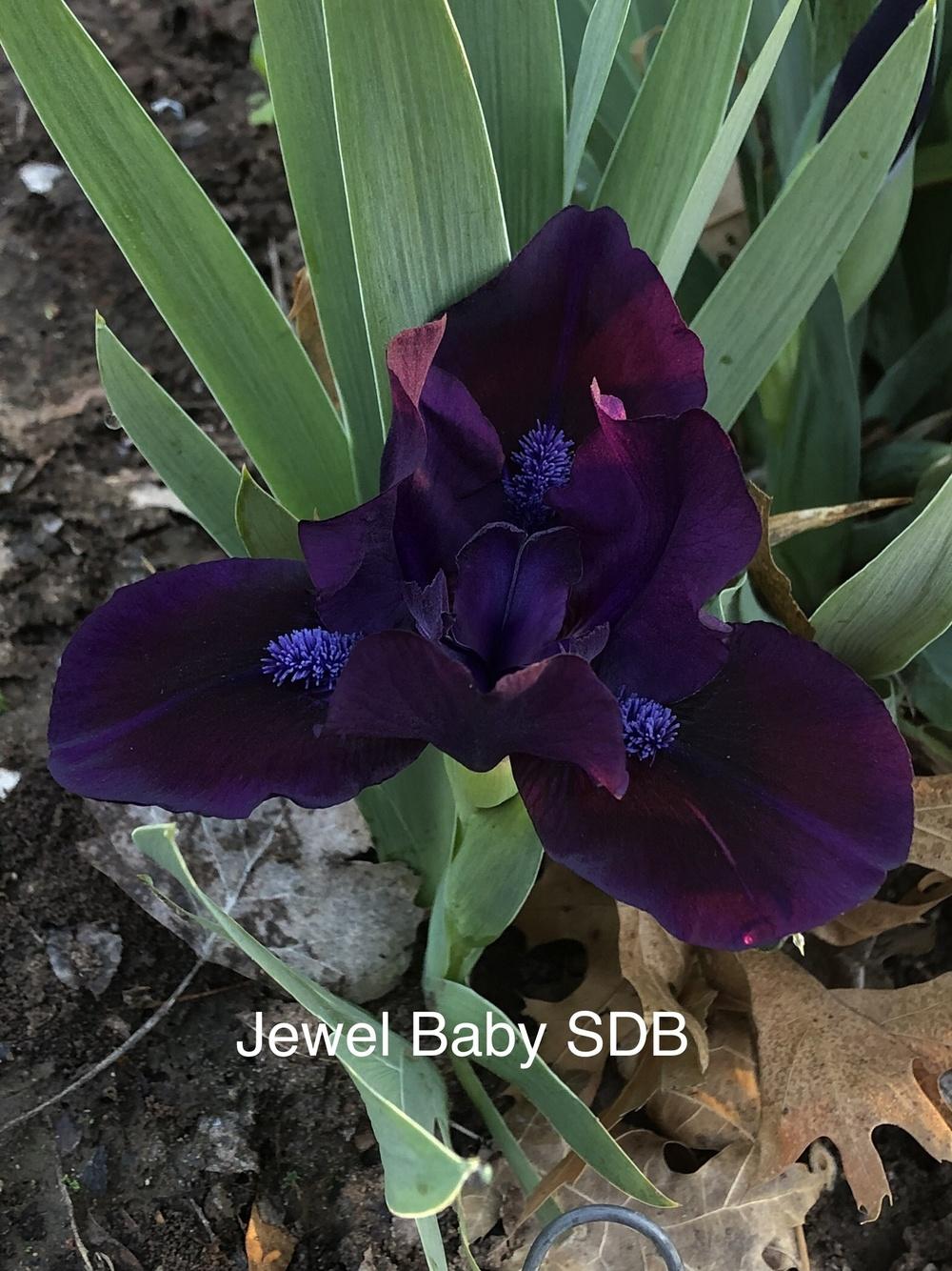 Photo of Standard Dwarf Bearded Iris (Iris 'Jewel Baby') uploaded by Mtngoat