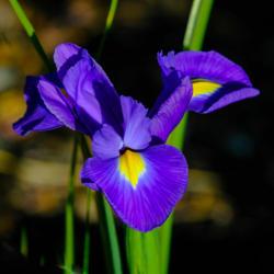 Location: Near Napa Valley (Northern California)
Date: 2021-04-01
First iris bloom, spring 2021