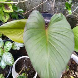 Location: Denpasar Bali Indonesia.
Date: 2021-04-02
Homalomena Rubescens leaf.