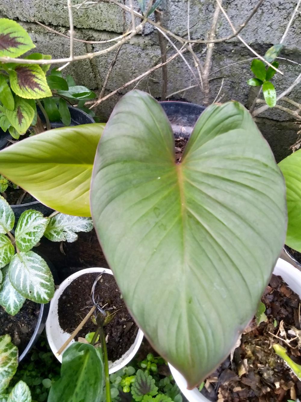 Photo of Shield Plant (Homalomena rubescens) uploaded by BayuAriefianto