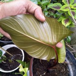 Location: Denpasar Bali Indonesia.
Date: 2021-04-02
Homalomena Rubescens under leaf.