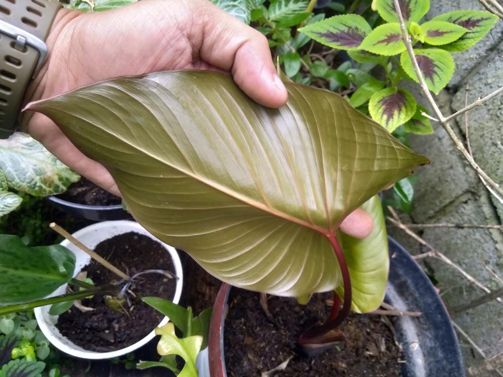 Photo of Shield Plant (Homalomena rubescens) uploaded by BayuAriefianto
