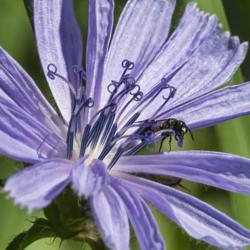 Location: Gallup Park, Ann Arbor, Michigan
Date: 2013-07-14
Chicory blooms have fascinating stamens that reward a closer look