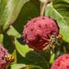 Wasp and ladybug feeding on Cornus kousa fruit #insects
