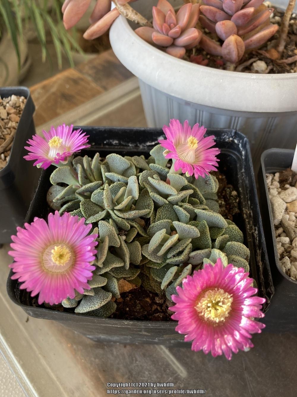 Photo of Hardy Living Stone (Aloinopsis spathulata) uploaded by bwbillh