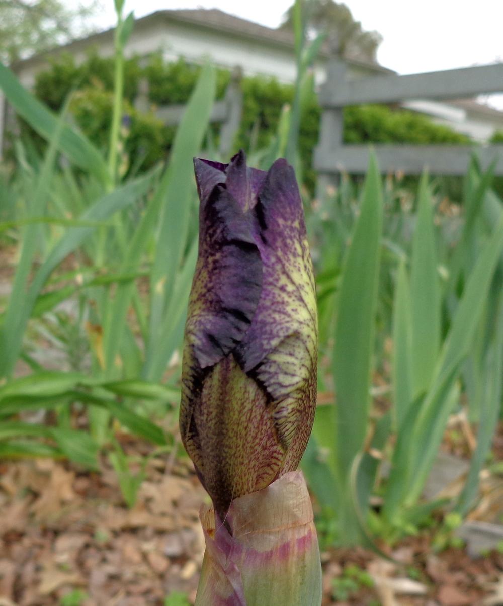 Photo of Intermediate Bearded Iris (Iris 'Toe the Line') uploaded by lovemyhouse
