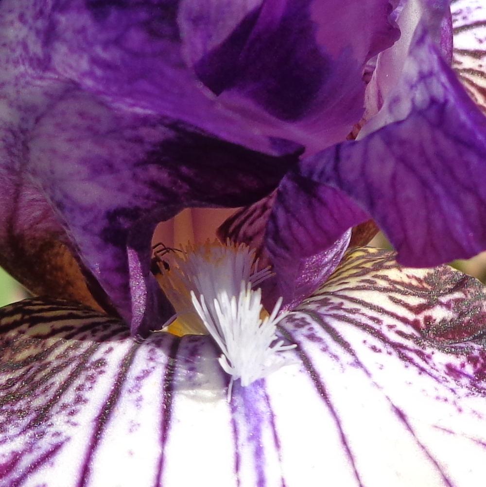 Photo of Intermediate Bearded Iris (Iris 'Toe the Line') uploaded by lovemyhouse