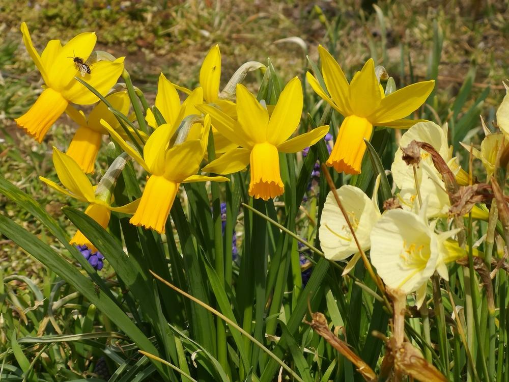 Photo of Cyclamineus Daffodil (Narcissus 'Itzim') uploaded by Nevita