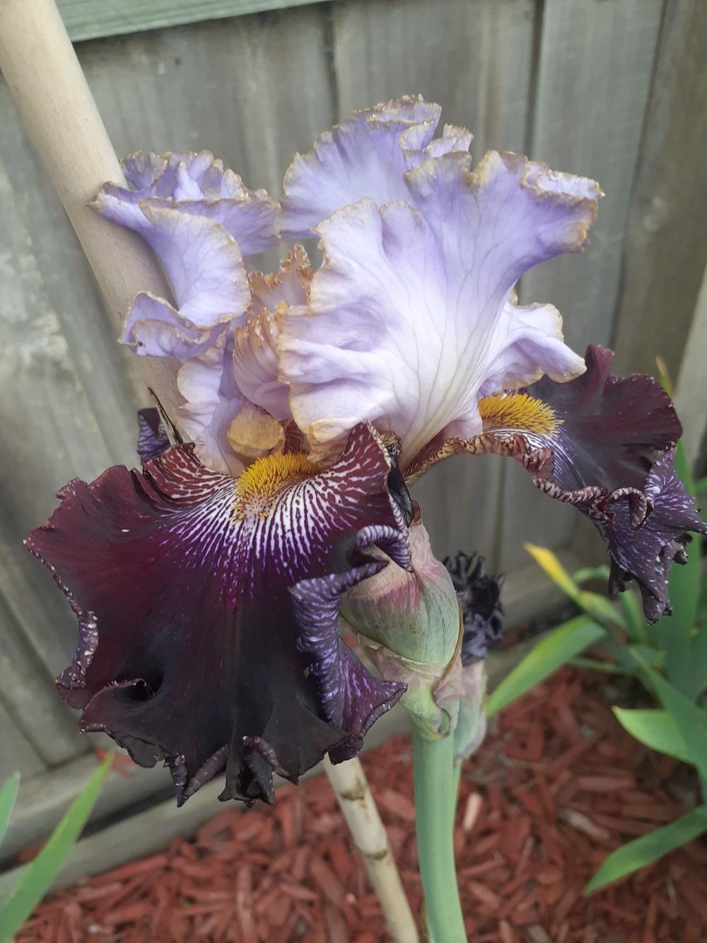 Photo of Tall Bearded Iris (Iris 'Magic Masquerade') uploaded by PaulaHocking