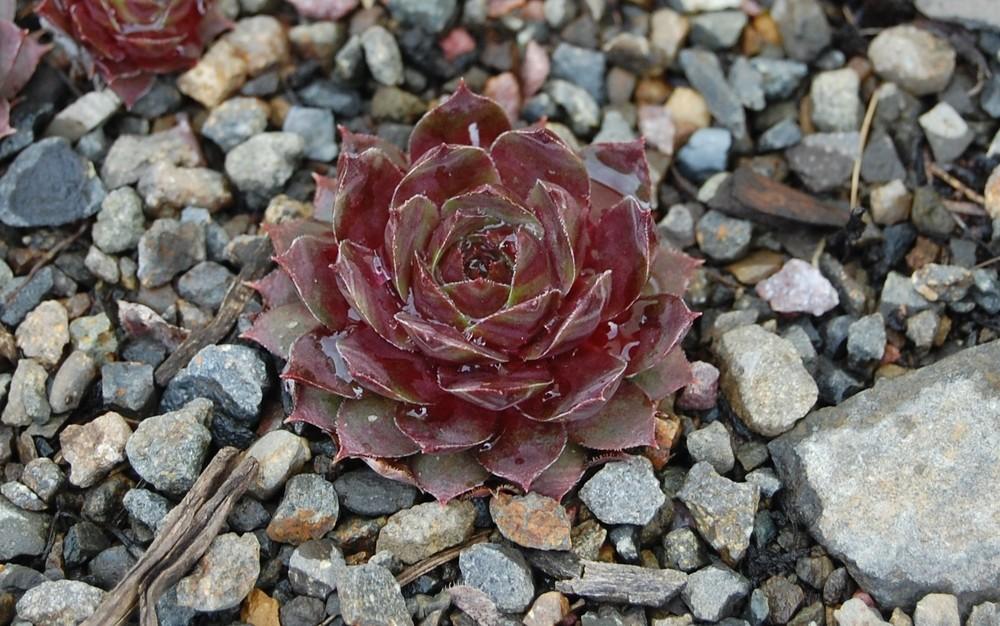 Photo of Hen and Chicks (Sempervivum 'Mother of Many') uploaded by valleylynn