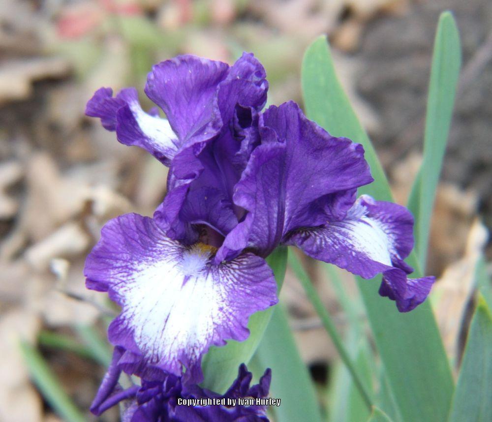 Photo of Intermediate Bearded Iris (Iris 'Starwoman') uploaded by Ivan_N_Tx