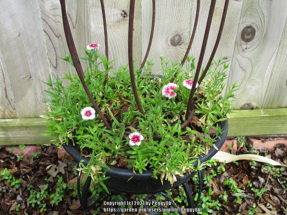 Photo of Dianthus uploaded by Peggy8b