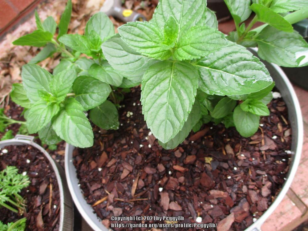 Photo of Spearmint (Mentha spicata) uploaded by Peggy8b
