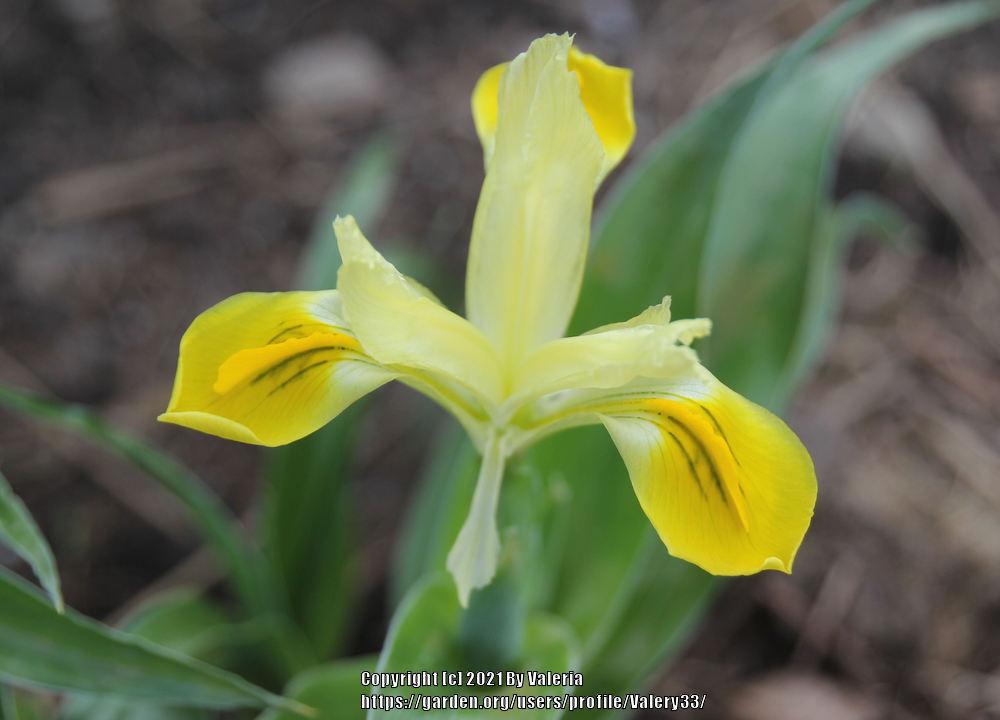 Photo of Juno Iris (Iris bucharica) uploaded by Valery33