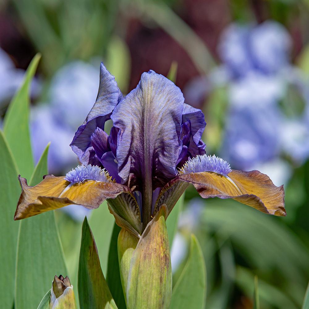 Photo of Standard Dwarf Bearded Iris (Iris 'Hocus Pocus') uploaded by dirtdorphins