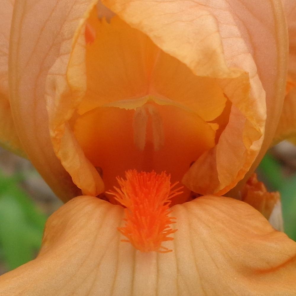 Photo of Miniature Tall Bearded Iris (Iris 'Sun Spirit') uploaded by lovemyhouse