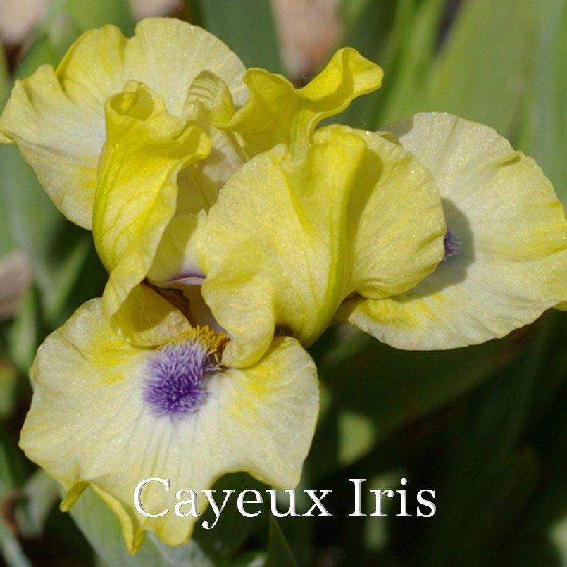 Photo of Standard Dwarf Bearded Iris (Iris 'Experiment') uploaded by DaylilySLP