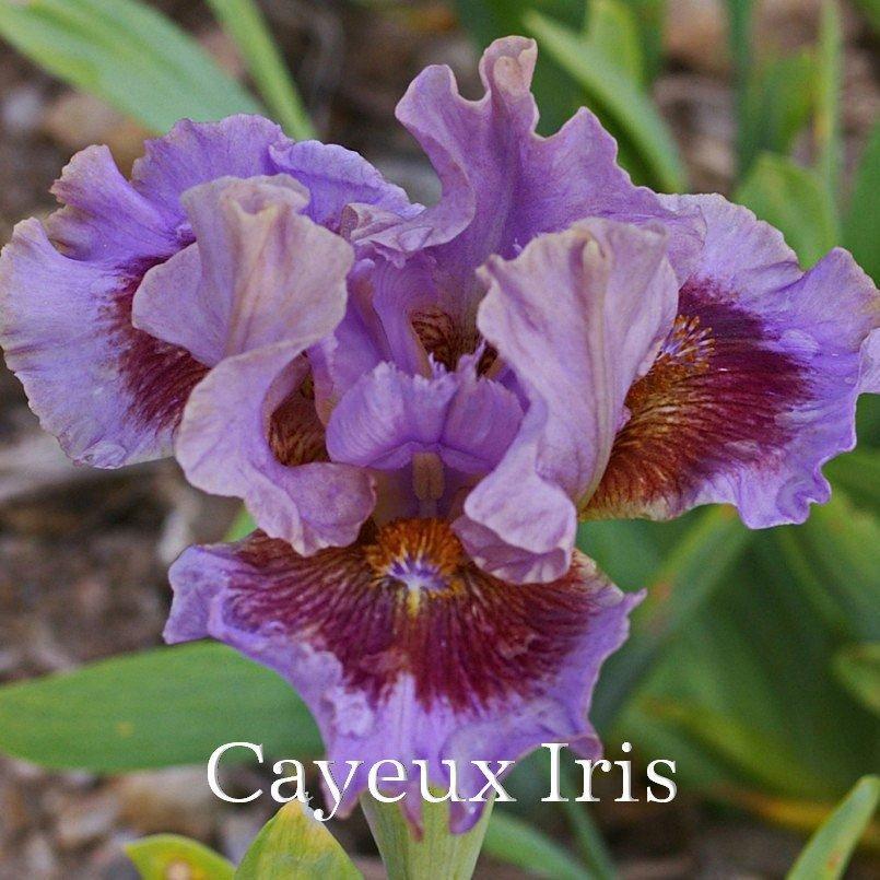 Photo of Standard Dwarf Bearded Iris (Iris 'Capiche') uploaded by DaylilySLP