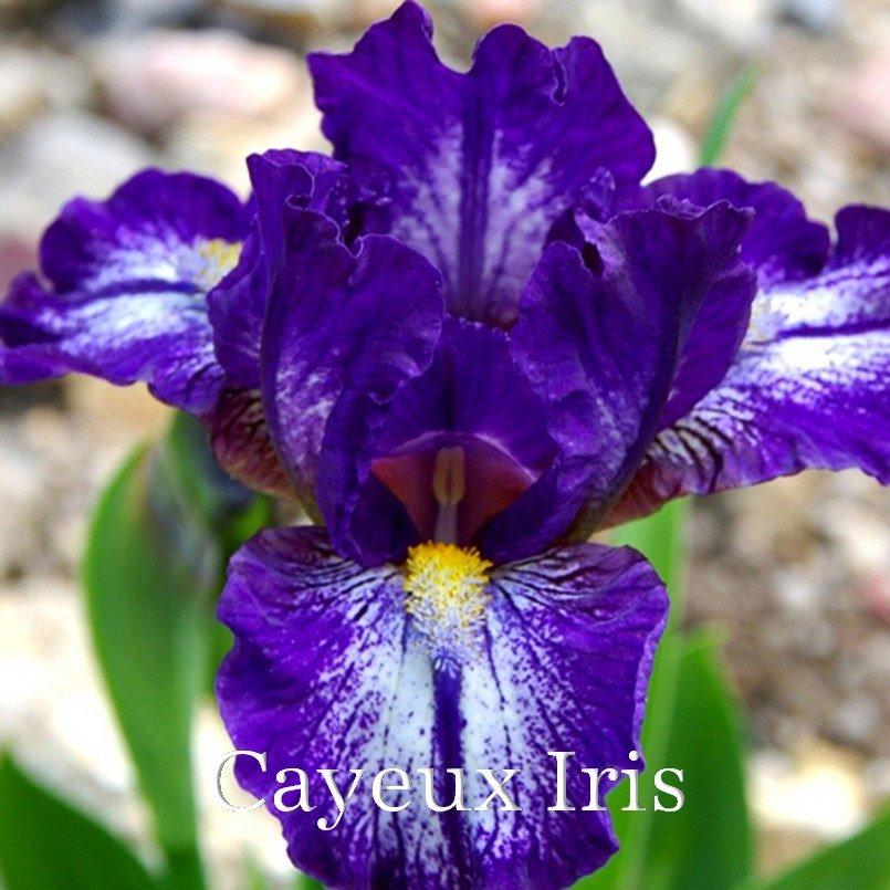 Photo of Standard Dwarf Bearded Iris (Iris 'Antics') uploaded by DaylilySLP