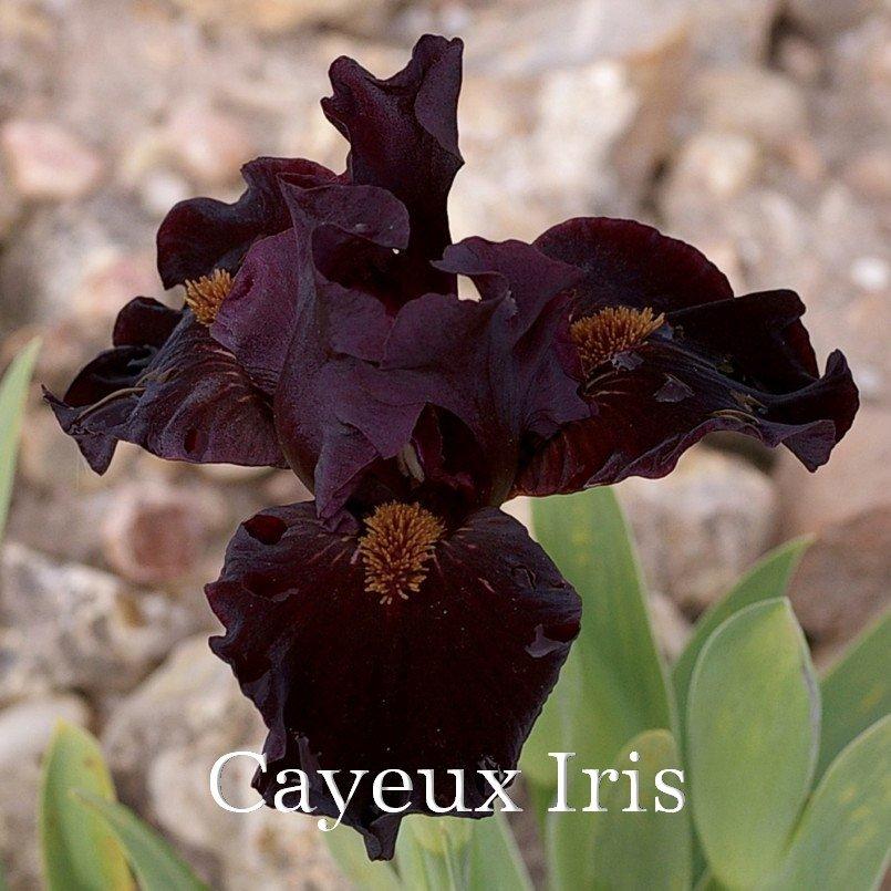 Photo of Standard Dwarf Bearded Iris (Iris 'Devil's Night') uploaded by DaylilySLP