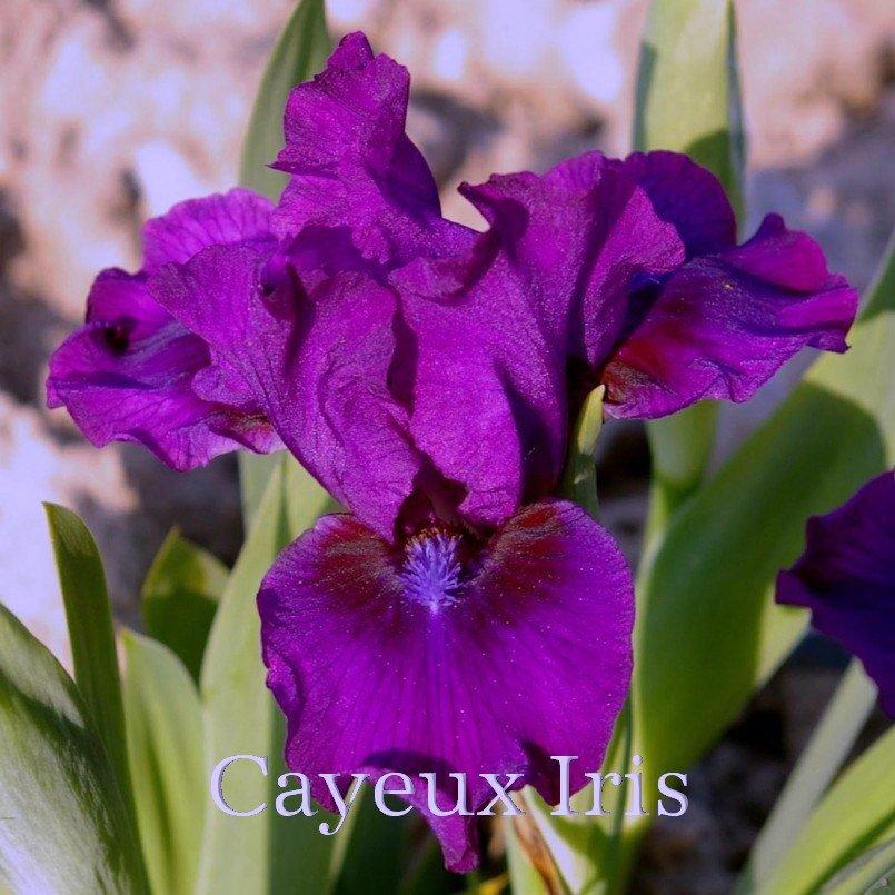 Photo of Standard Dwarf Bearded Iris (Iris 'Bourgeois') uploaded by DaylilySLP